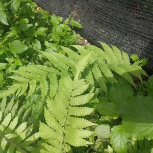 每年情人节我都挺忙的（Prod by Bubbleboy）