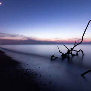 Driftwood and Dusk