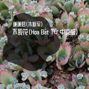 不死花（Hoa Bất Tử 中文合声版）