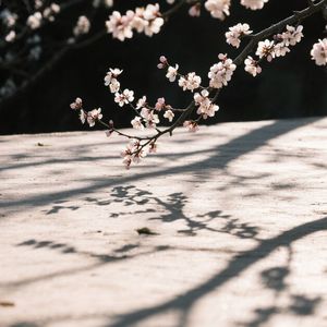 杏花疏影