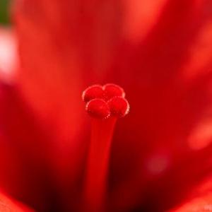 REDRED (Cover CORTIS)