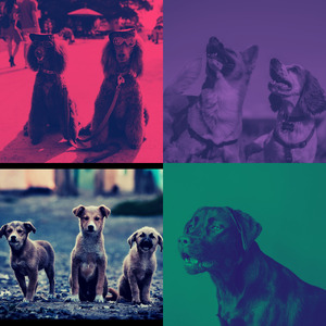 安静的小狗声音