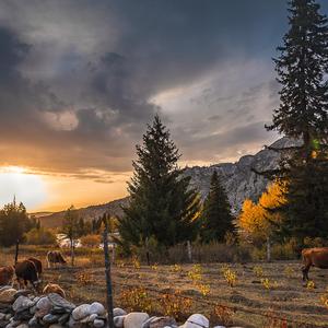 可可托海的牧羊人