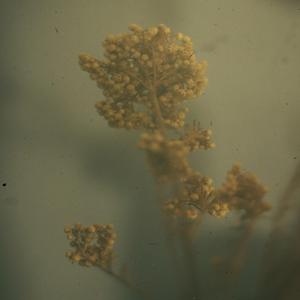 Consumptive Dreamer