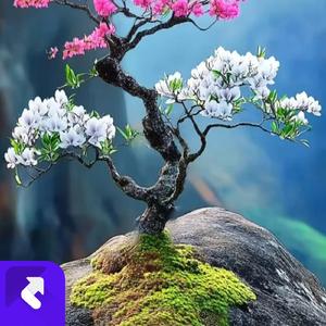 爱你一生爱不够 (现场)