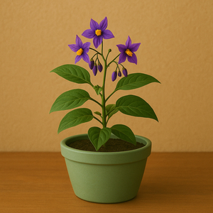 Dulcamara