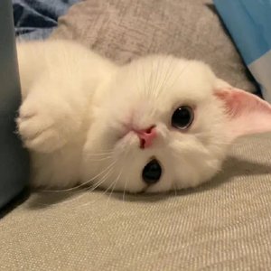 山楂树の恋（cover大能人）