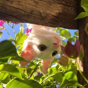 ไม่ได้ก็ไม่เอา （whatever）