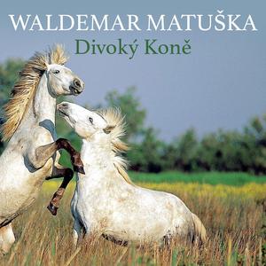 Divoký Koně