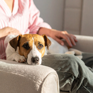 Ritmos Relajantes Para Los Perritos
