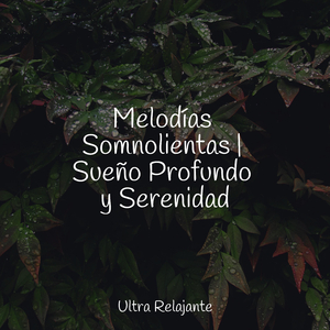 Tierras De Los Sueños