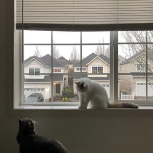 雪下了一夜（2024）