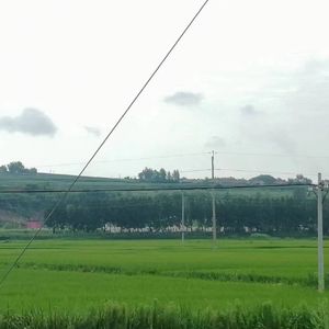弹清风的琴 伴奏
