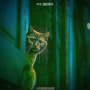 精彩可爱的猫环境