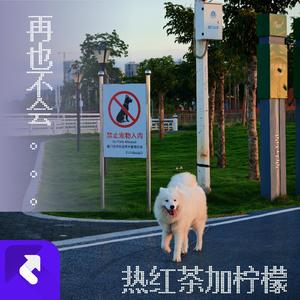 再也不会去看流星划过后的天空