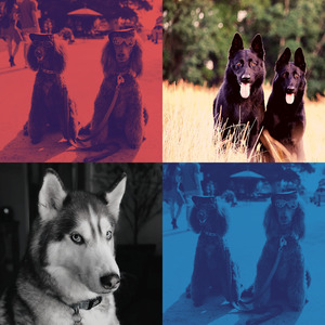 温和狗独自在家梦想