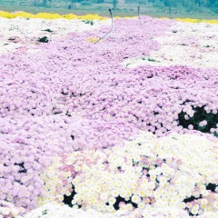 轻奢镇店之宝 (钢琴曲)
