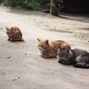 琴键上跳舞的猫