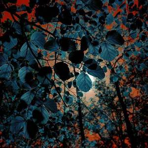 仰望（Cover 杨丞琳）