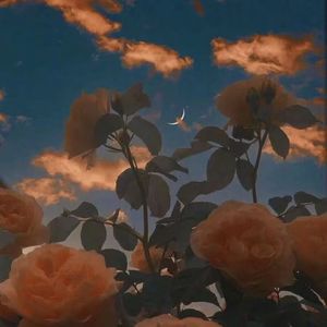 52（特别的花）