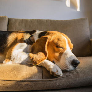 Canción De Cuna De Lofi Para Perros Somnolientos