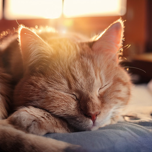 Latidos Ronroneantes Y Calmos