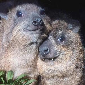 Hyrax