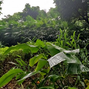 灯花佐酒（cover河图）