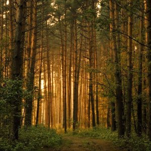 Forest No.237
