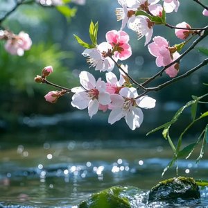 Ode To Pear Blossom