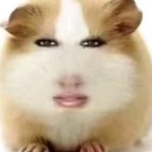 一只胃袋狗的流浪