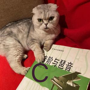 八度音阶 C大调