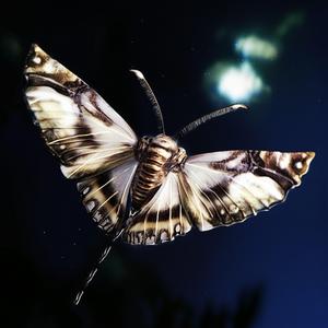 ผีเสื้อกลางคืน