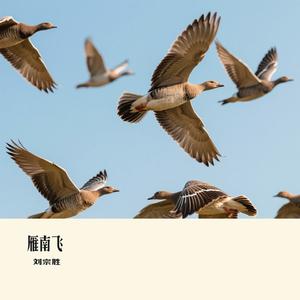 雁南飞