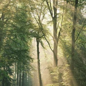 Salvatore (长笛版）