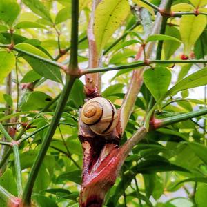 Lost Paradise Of Rage