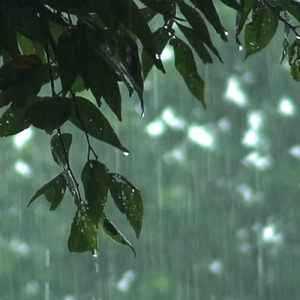 雨の日
