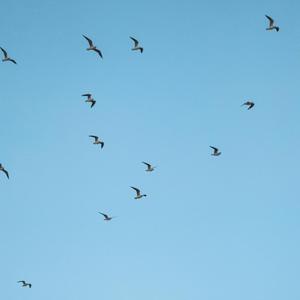 Birds 1