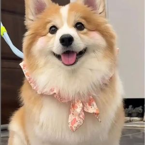 金风送爽秋意渐浓