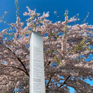 彼岸（纯享版）