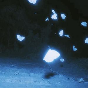 電 子 蝴 蝶 破 碎 物 語