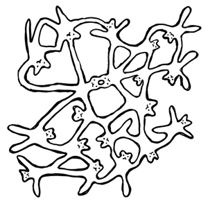 Pasteurised