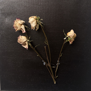 干枯玫瑰的爱之标本