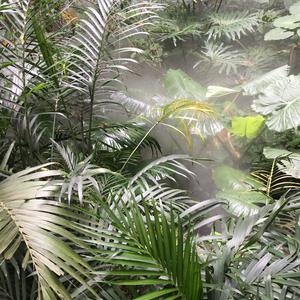 我在假的热带雨林里面自拍了半小时 伴奏