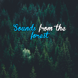 Walk into the Forest