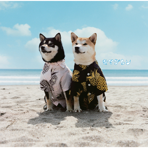 星空モード(テレビ朝日系“地球の目撃者”テーマソング)