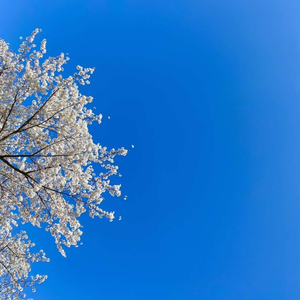 寻找内心的安详