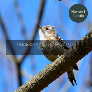 American Toad and Princess