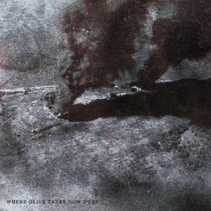 Where Olive Trees Now Weep