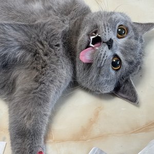 风中的影子ai改编版